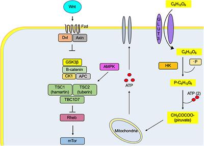 Caloric Restriction and Ketogenic Diet Therapy for Epilepsy: A Molecular Approach Involving Wnt Pathway and KATP Channels